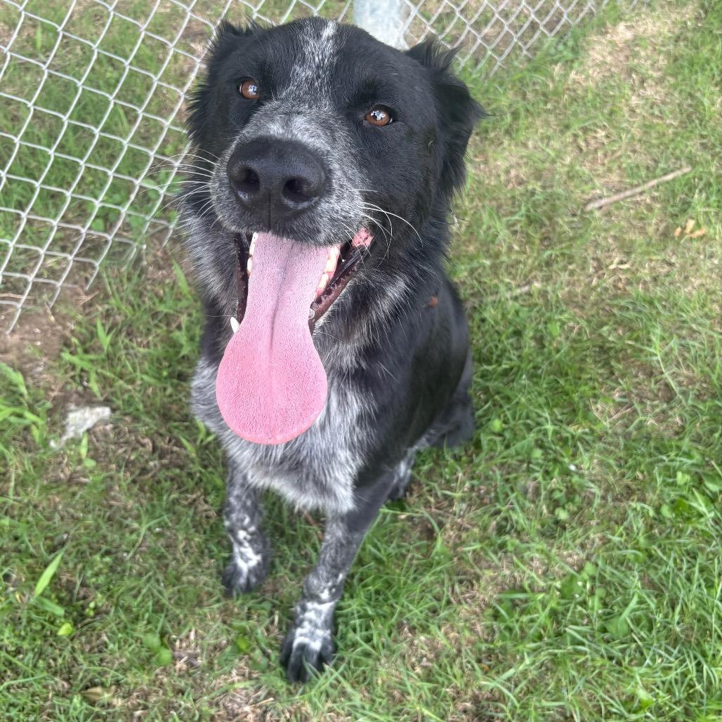 Captain Jack Sparrow D47012, a Adoptable mixed breed in Corsicana, TX image 2/4