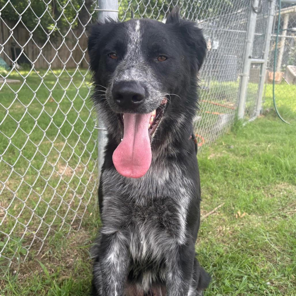 Captain Jack Sparrow D47012, a Adoptable mixed breed in Corsicana, TX image 3/4