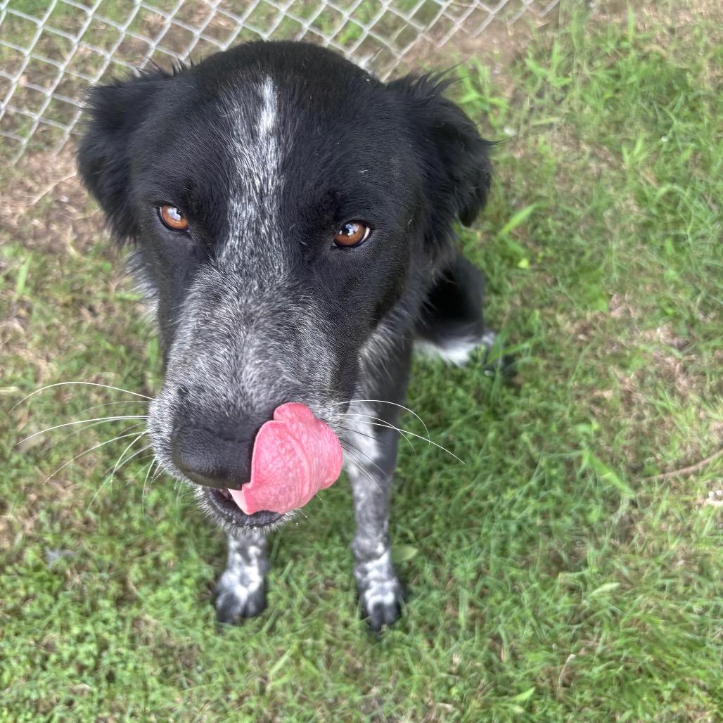 Captain Jack Sparrow D47012, a Adoptable mixed breed in Corsicana, TX image 4/4