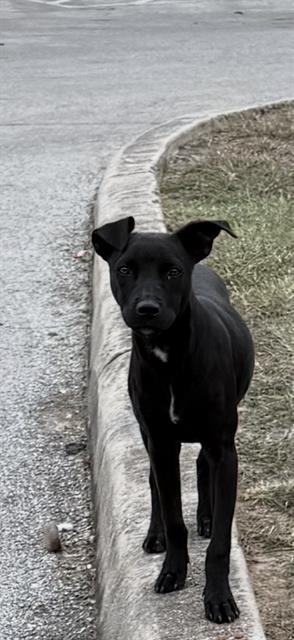 FLOWER, Adoptable, Young Female American Staffordshire Terrier.