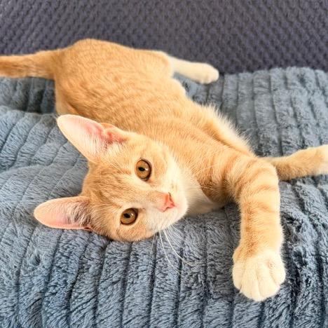 Margot, a Adoptable Domestic Short Hair in Winston Salem, NC image 1/6