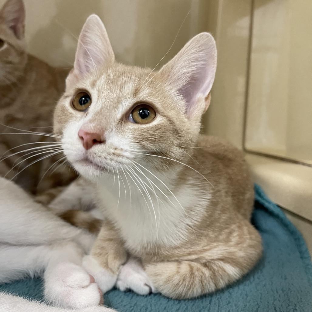 Margot, a Adoptable Domestic Short Hair in Winston Salem, NC image 2/6