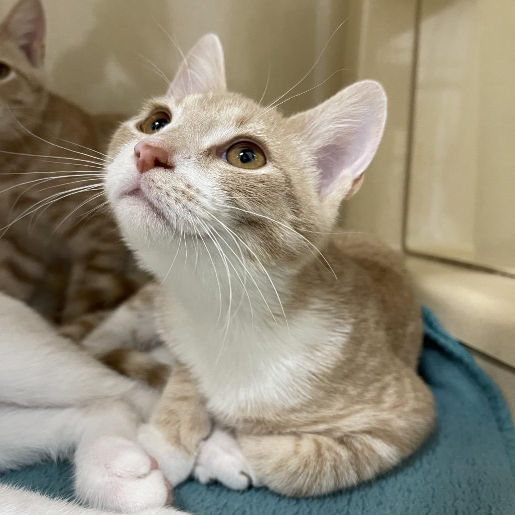 Margot, a Adoptable Domestic Short Hair in Winston Salem, NC image 4/6