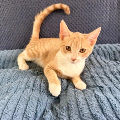 Margot, a Adoptable Domestic Short Hair in Winston Salem, NC image 5/6