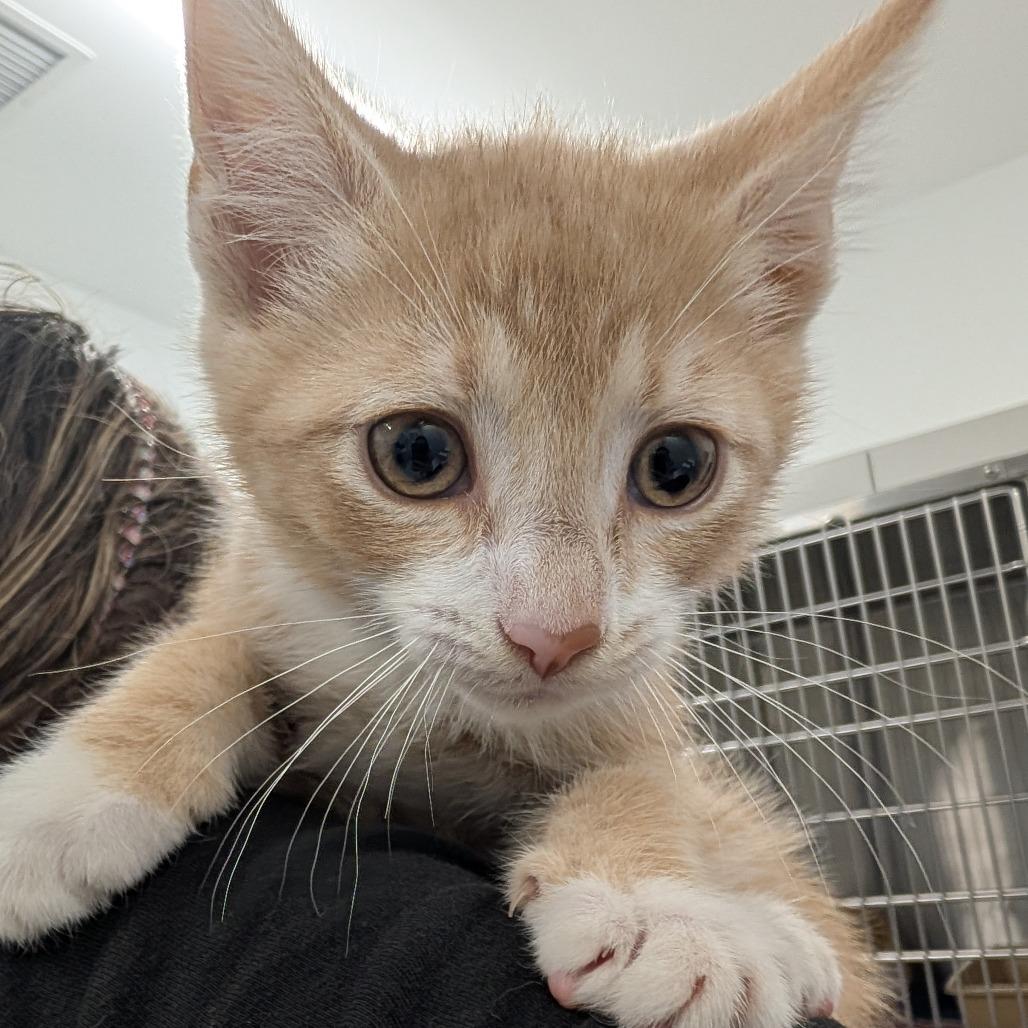 Margot, a Adoptable Domestic Short Hair in Winston Salem, NC image 6/6
