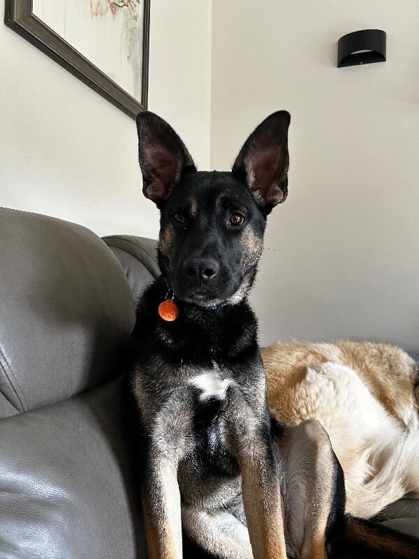 Winter, a Adoptable mixed breed in Seattle, WA image 2/4