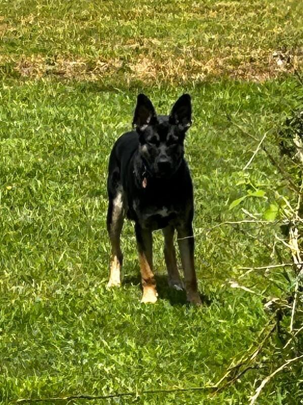 Winter, Adoptable, Adult Male German Shepherd Dog.