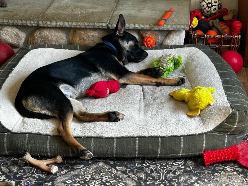 Winter, a Adoptable mixed breed in Seattle, WA image 4/4