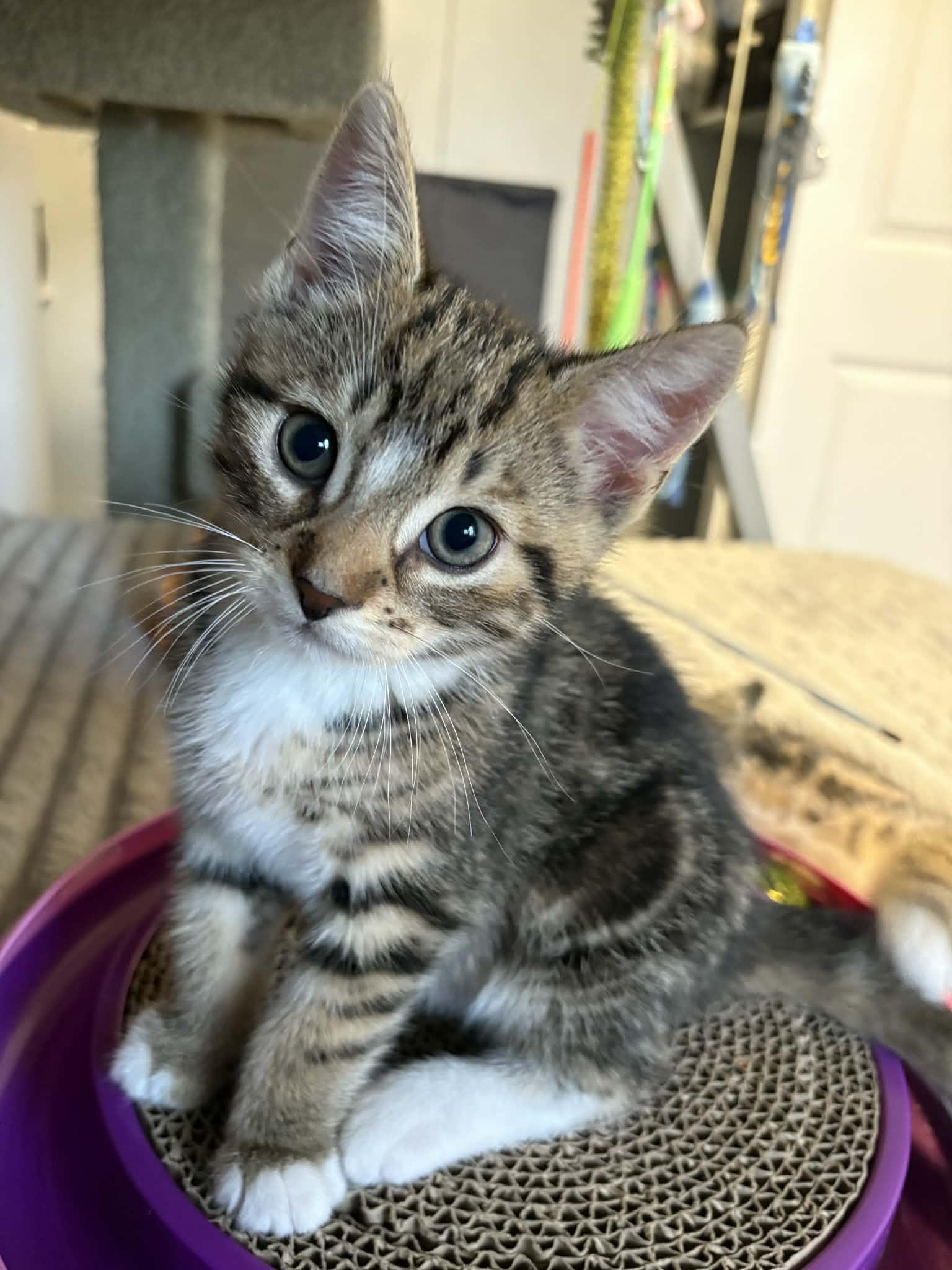Sammy, adopted, Kitten Male Domestic Short Hair.
