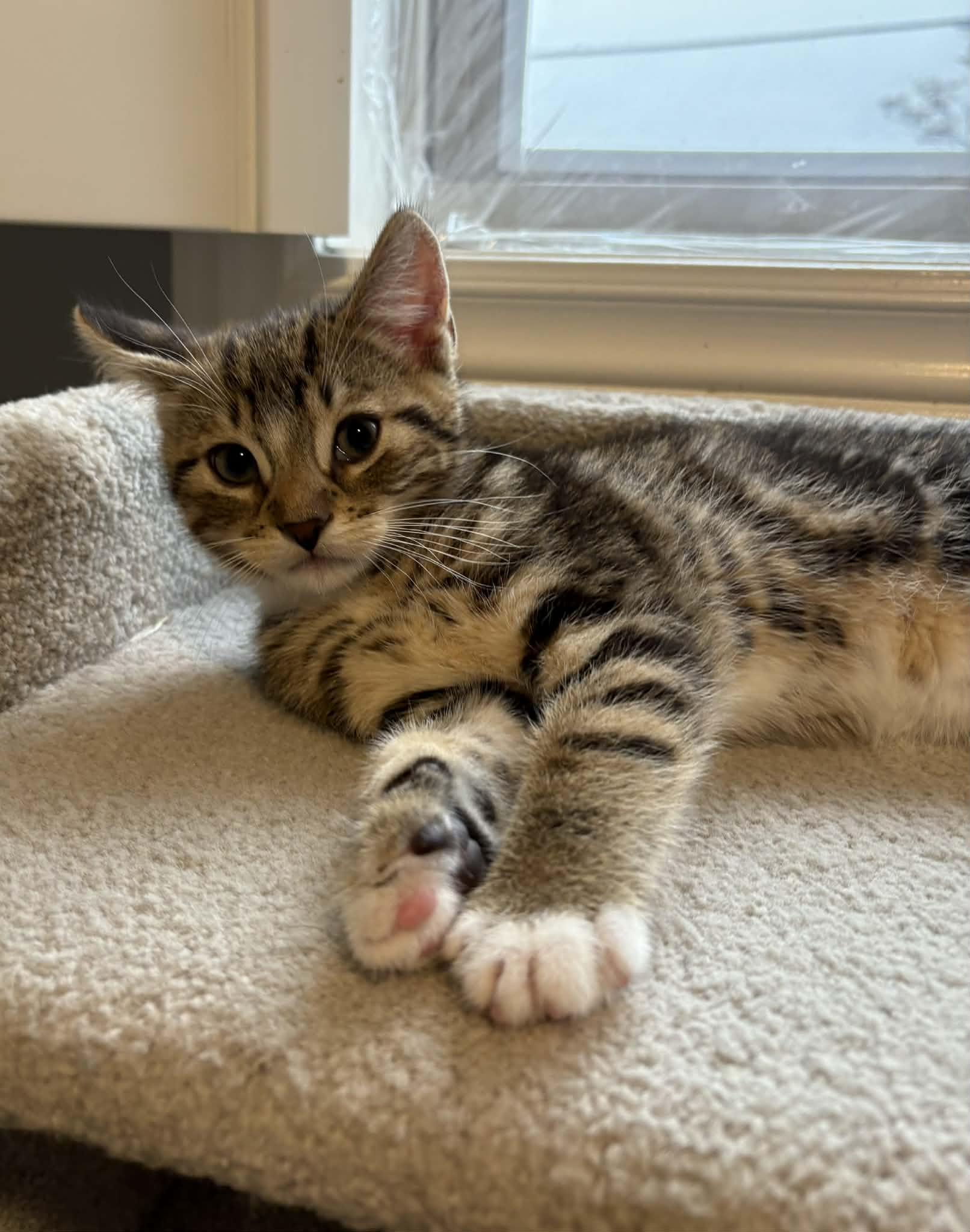 Enlarge Sammy, an adopted Domestic Short Hair in Brantford, ON image 2/4