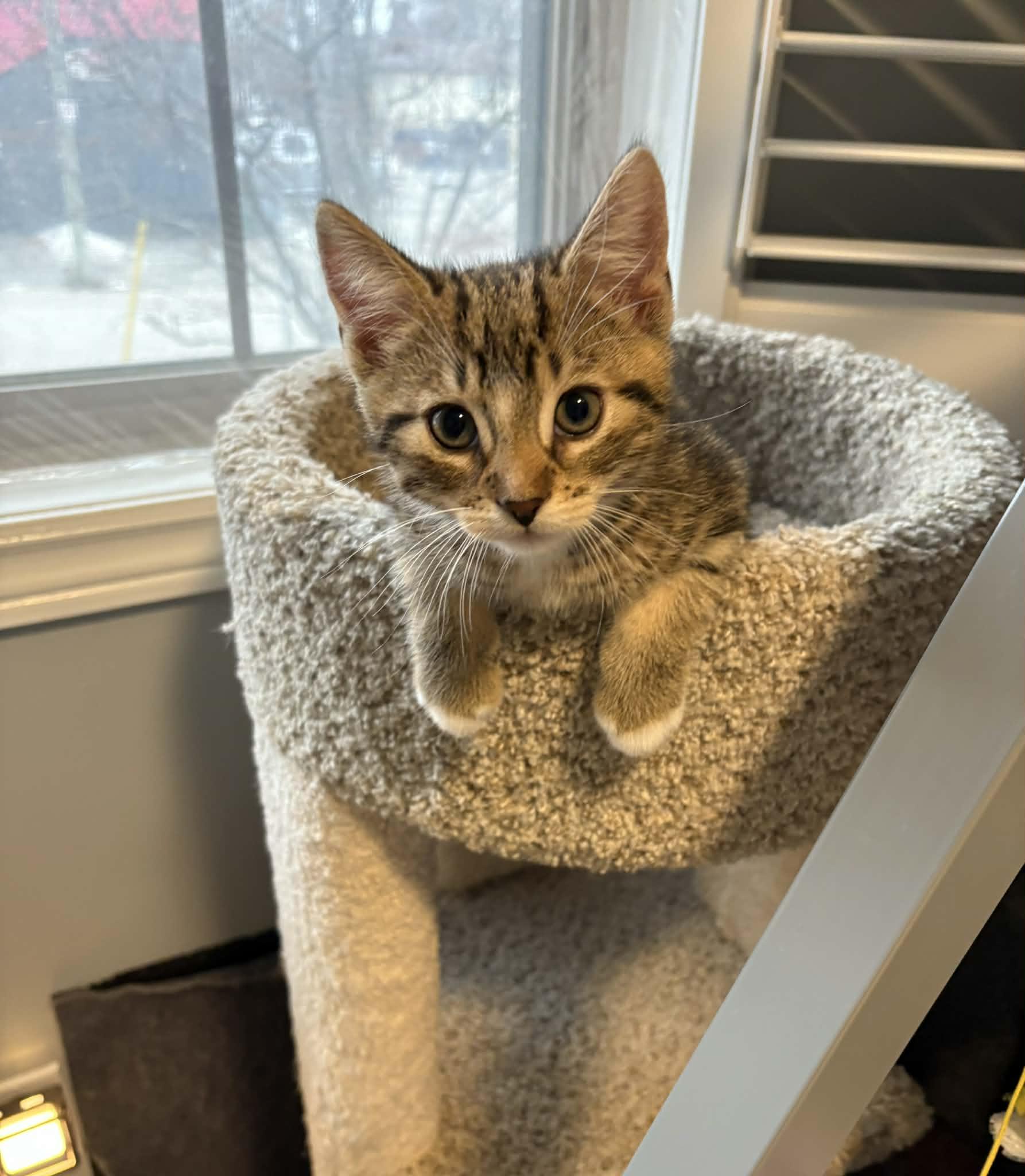 Enlarge Sammy, an adopted Domestic Short Hair in Brantford, ON image 3/4