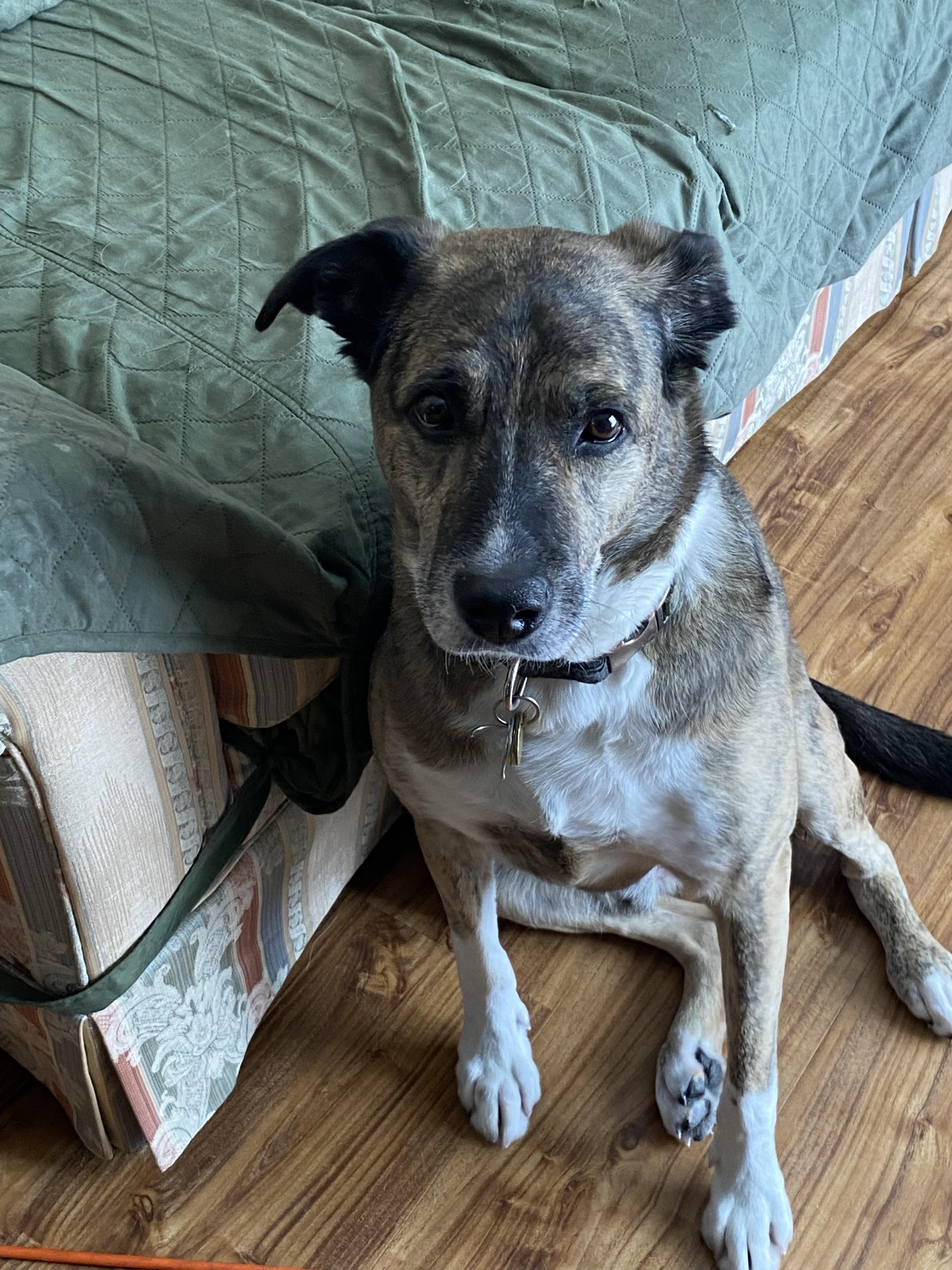 Enlarge Akeem, a ADOPTABLE mixed breed in Lyndhurst, OH image 2/2