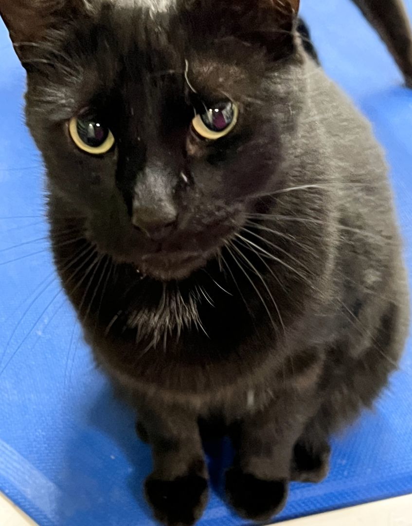 AL, a Adoptable Domestic Short Hair in Lake Ozark, MO image 1/2