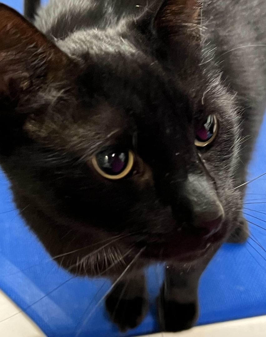 AL, a Adoptable Domestic Short Hair in Lake Ozark, MO image 2/2