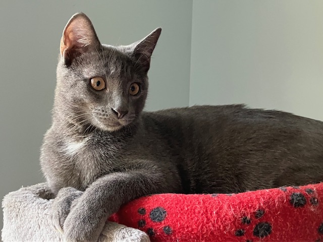 Cat for adoption - Lexus (Lexi) of the Car Family, a