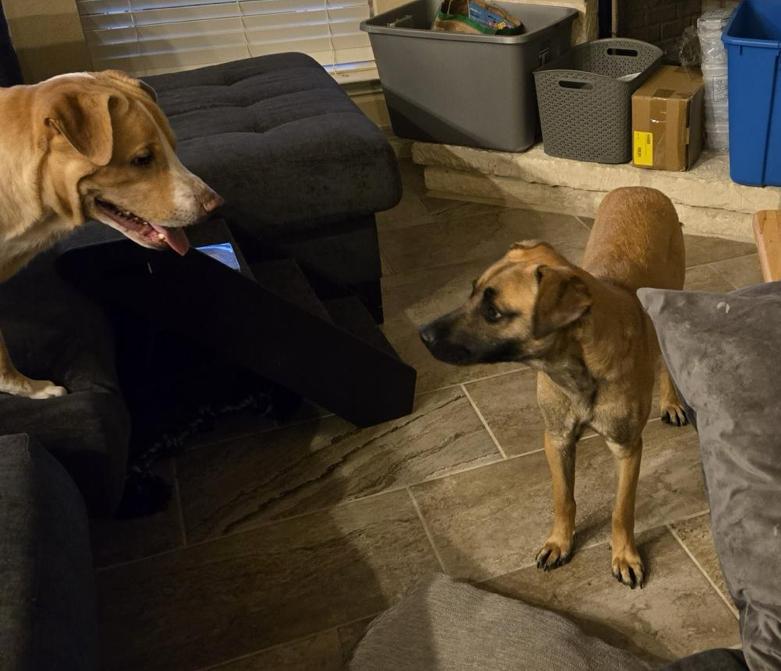 Enlarge Kobe, a Adoptable mixed breed in Bellingham, WA image 4/6