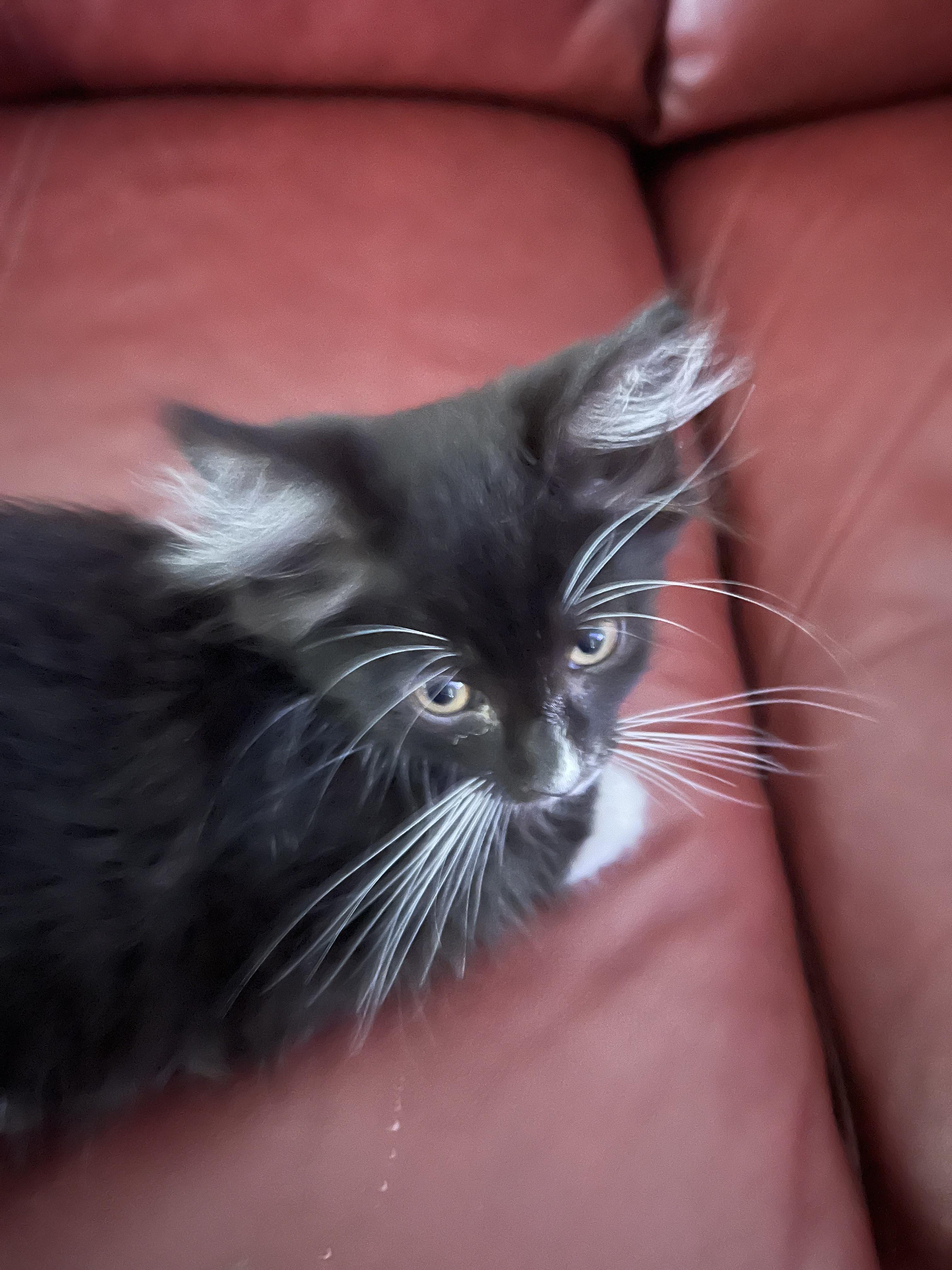 Enlarge Luca, a Adopted Domestic Long Hair in Riverside, RI image 1/2