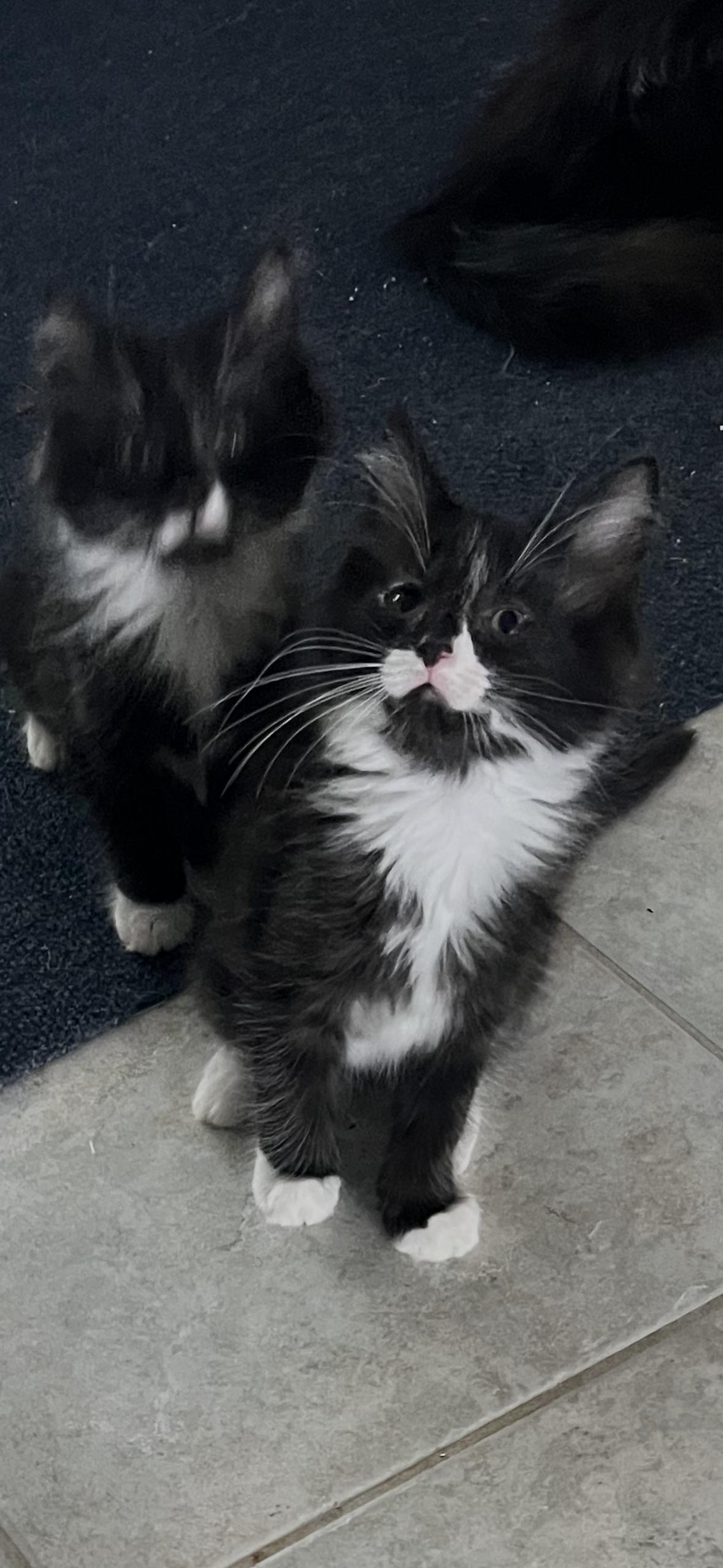 Enlarge Luca, a Adopted Domestic Long Hair in Riverside, RI image 2/2