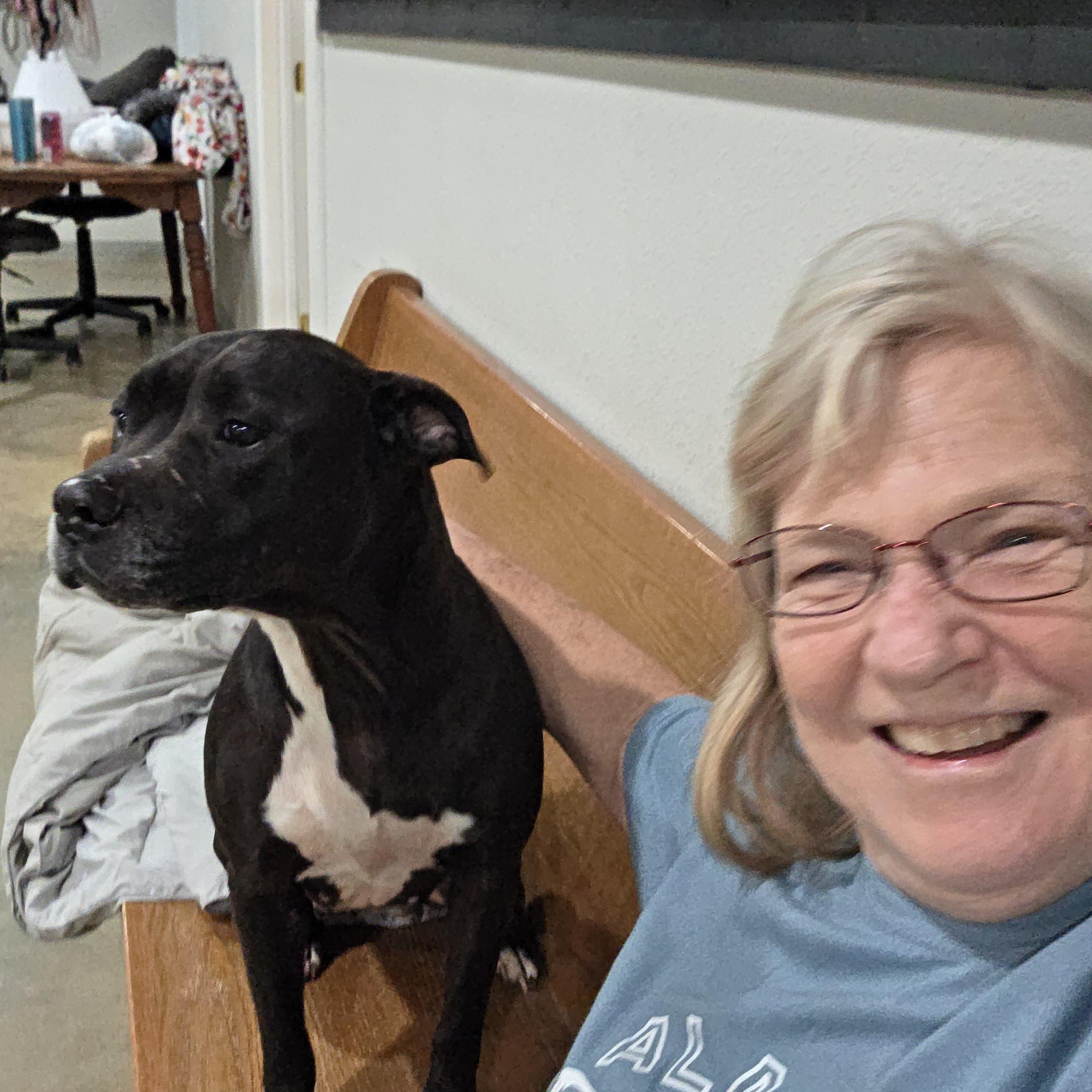 Holly, ADOPTABLE, Adult Female American Staffordshire Terrier & Border Collie.