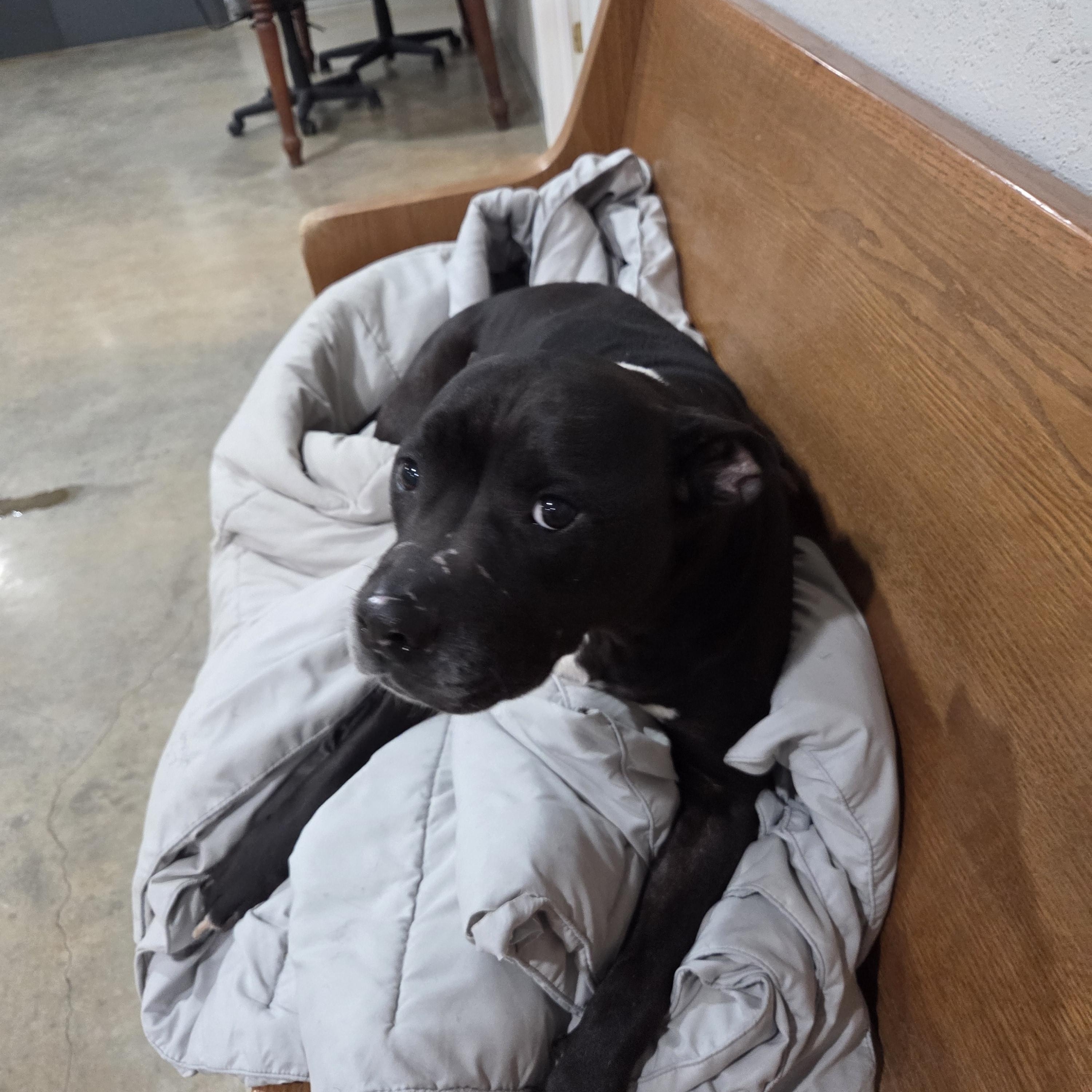 Holly, a ADOPTABLE mixed breed in Melbourne, AR image 2/2