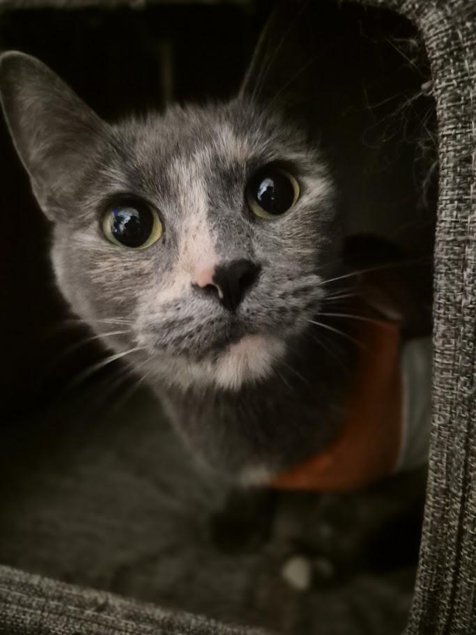 Bella, ADOPTABLE, Adult Female Tortoiseshell.