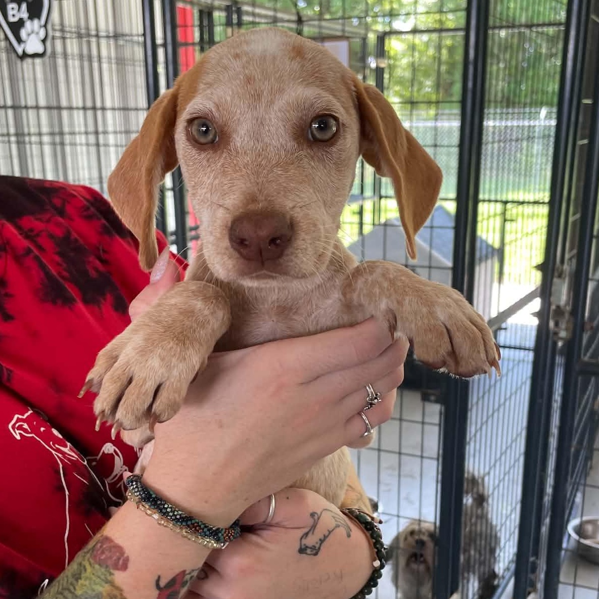 Enlarge Clementine, a ADOPTABLE mixed breed in Bishopville, SC image 1/1