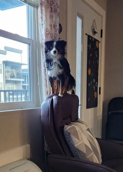 Kuzco, ADOPTABLE, Young Male Mixed Breed.