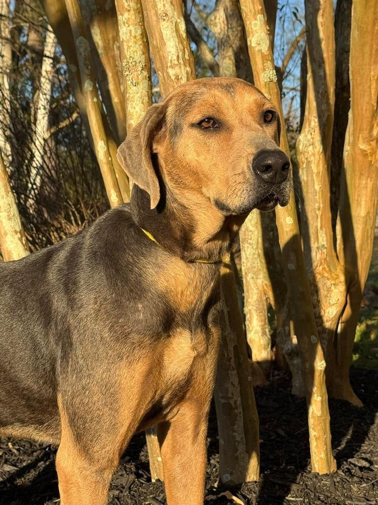 Enlarge Magnolia, a Adopted mixed breed in Syracuse, NY image 1/6