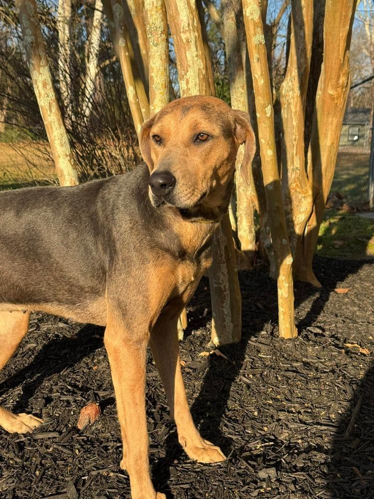 Enlarge Magnolia, a Adopted mixed breed in Syracuse, NY image 2/6