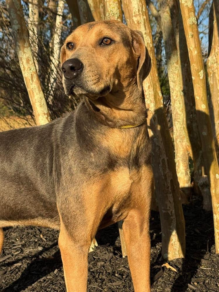 Enlarge Magnolia, a Adopted mixed breed in Syracuse, NY image 3/6