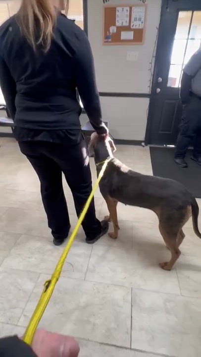 Enlarge Magnolia, a Adopted mixed breed in Syracuse, NY video 4/6