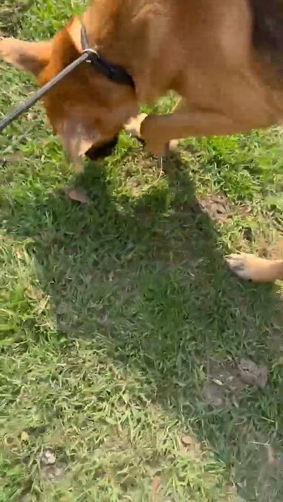 Enlarge Magnolia, a Adopted mixed breed in Syracuse, NY video 5/6