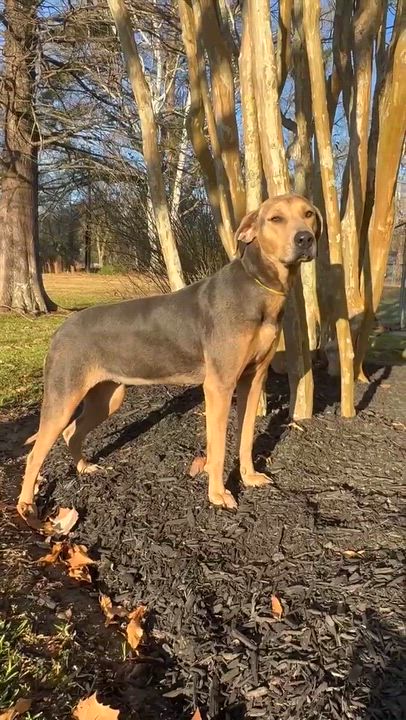 Enlarge Magnolia, a Adopted mixed breed in Syracuse, NY video 6/6