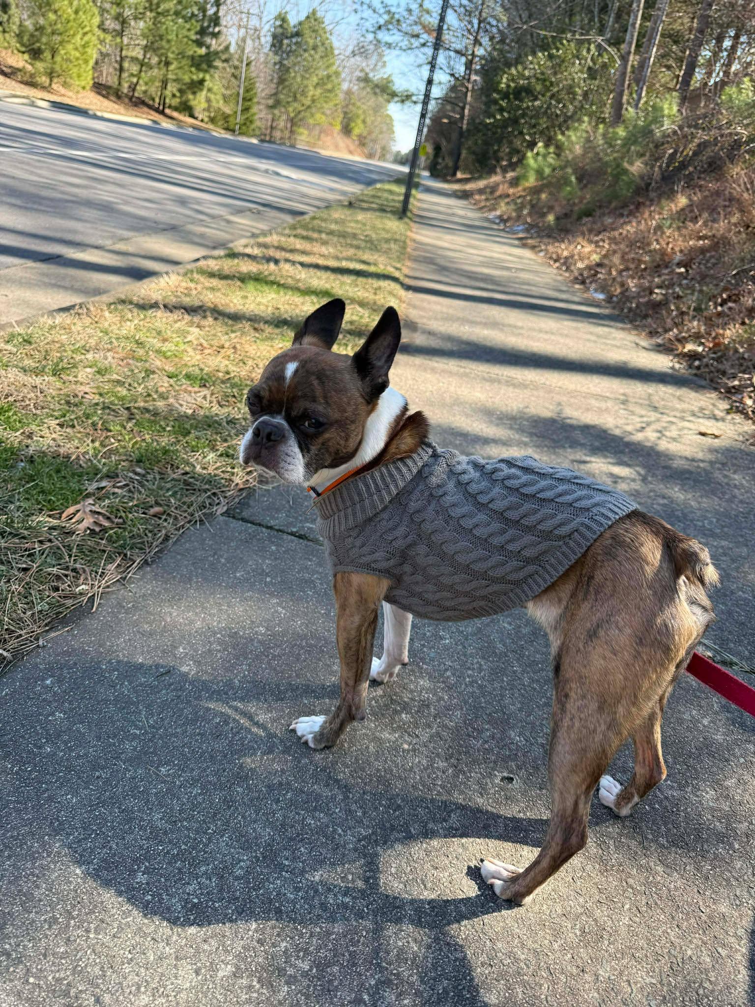 Enlarge Brody, a Adoptable Boston Terrier in Durham, NC image 2/3