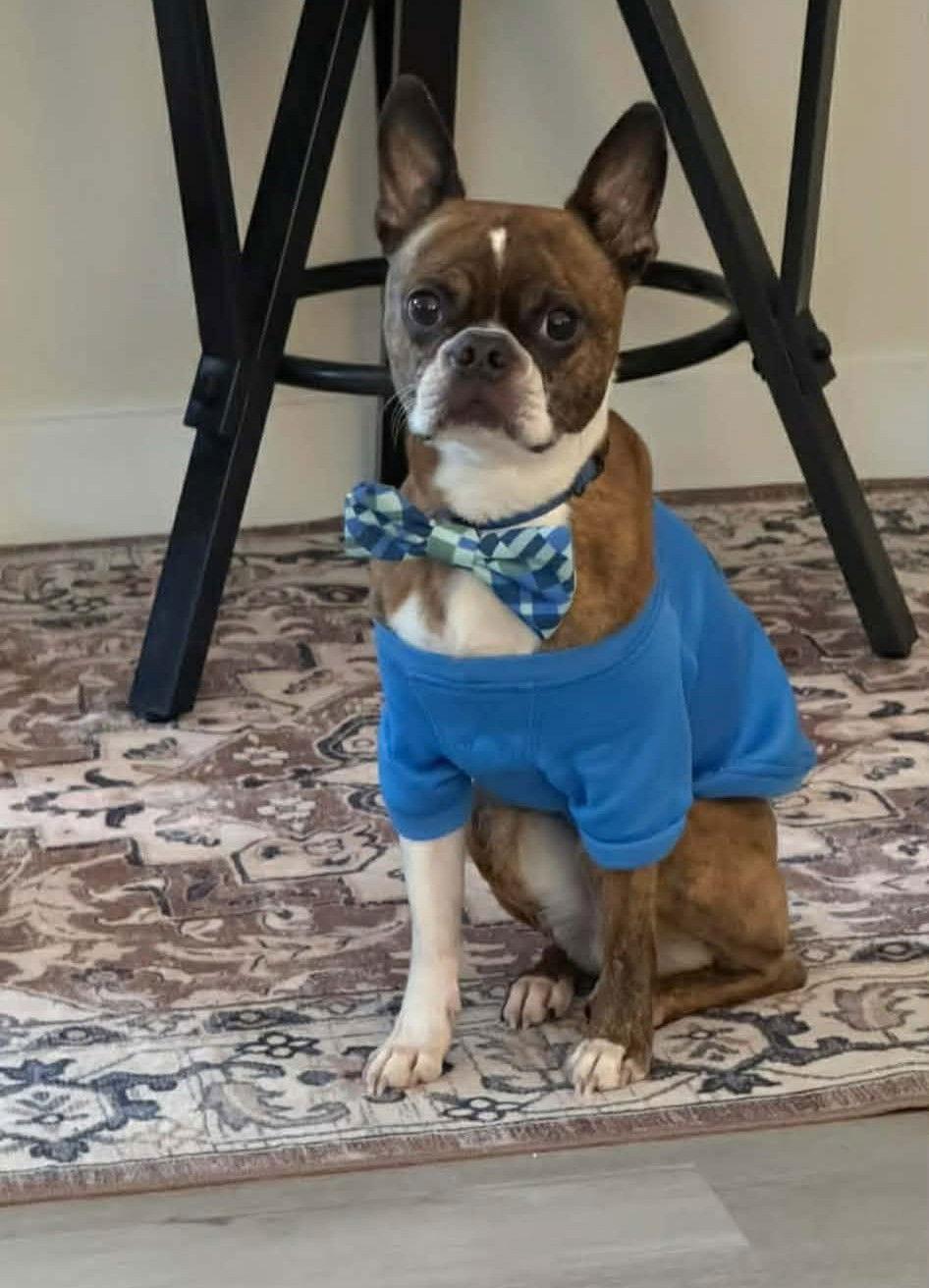 Enlarge Brody, a Adoptable Boston Terrier in Durham, NC image 3/3