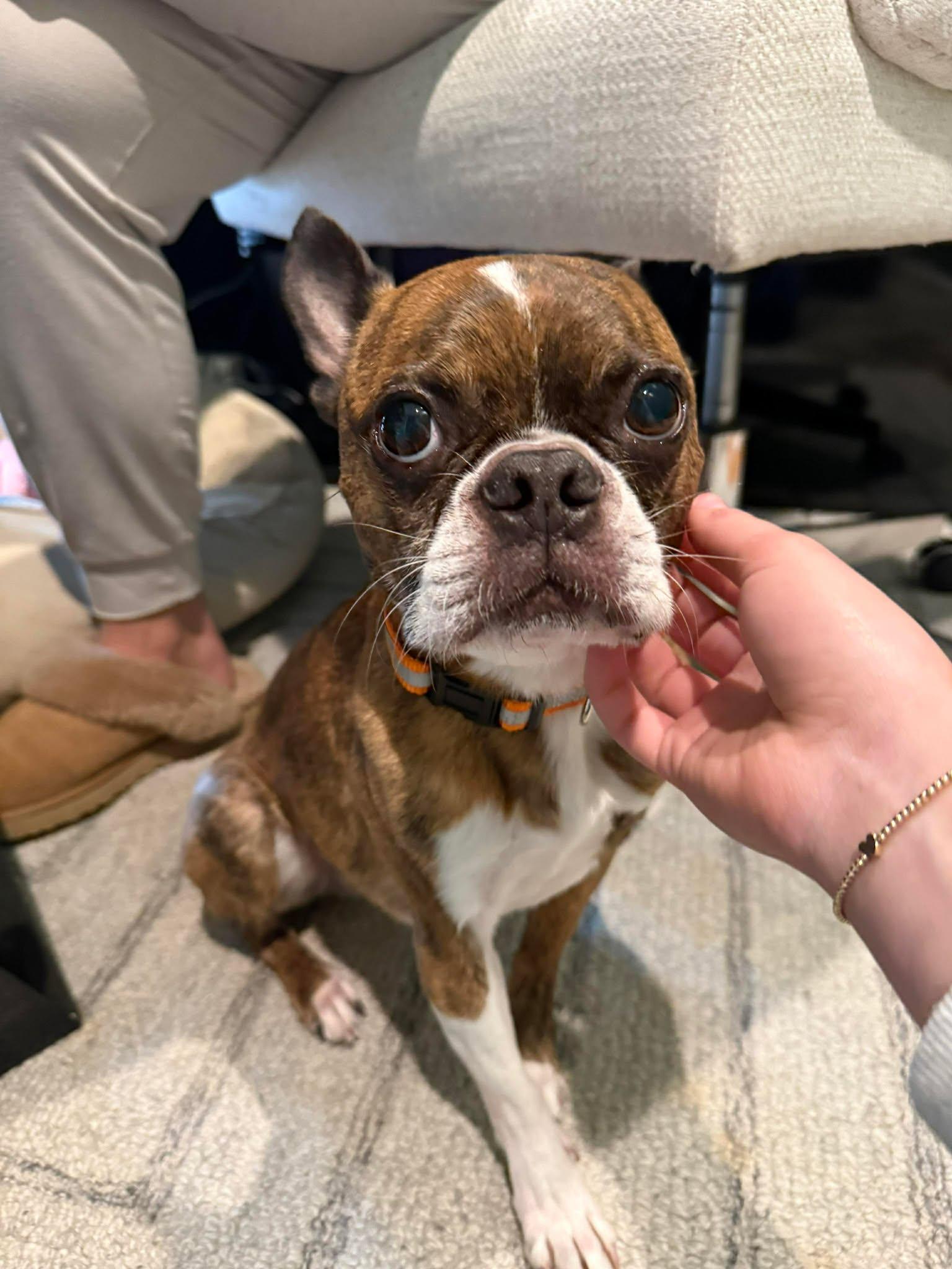 Enlarge Brody, a Adoptable Boston Terrier in Durham, NC image 1/3