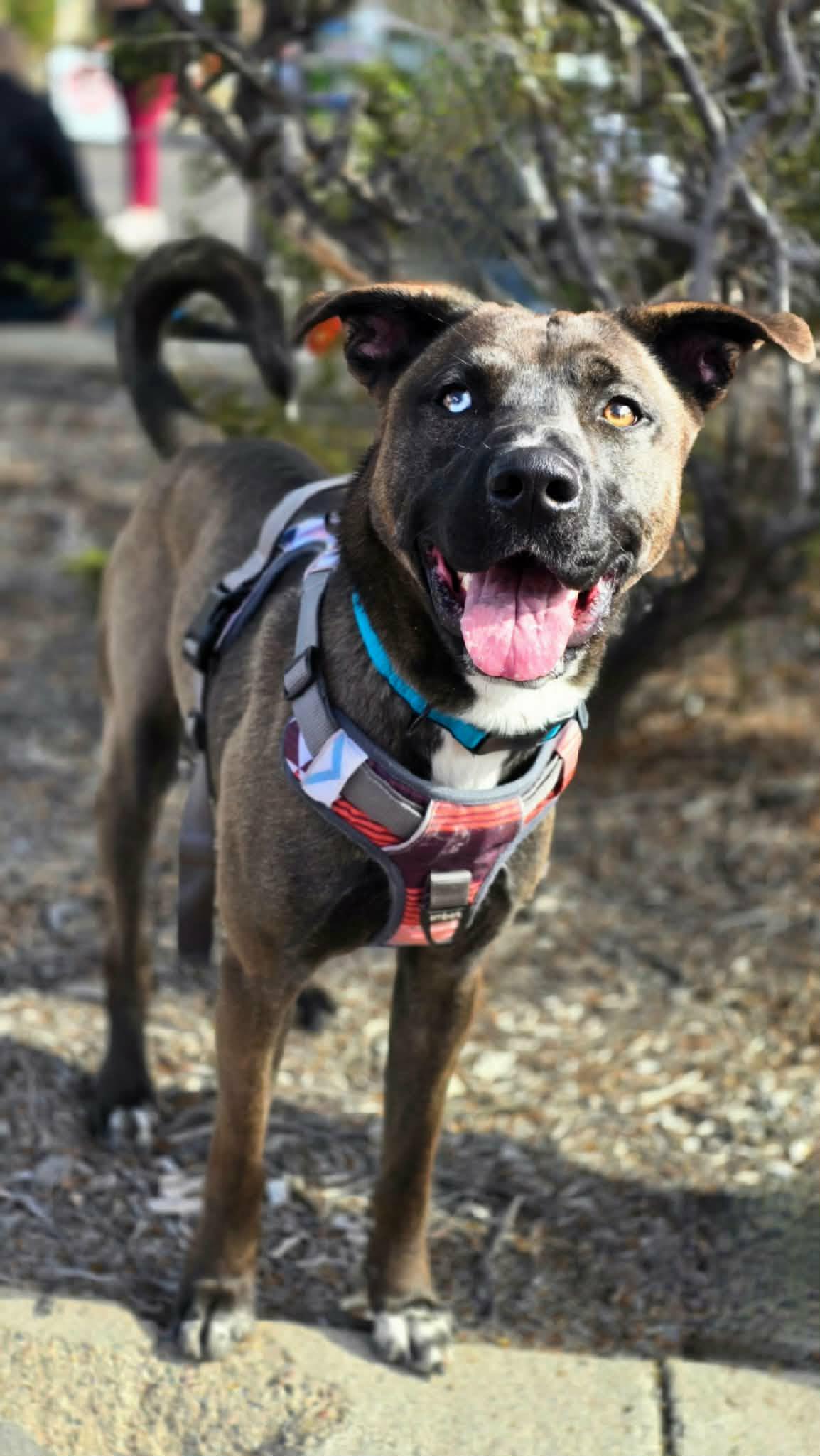 Nico (Courtesy post), Adoptable, Young Male Belgian Shepherd / Malinois & Husky.
