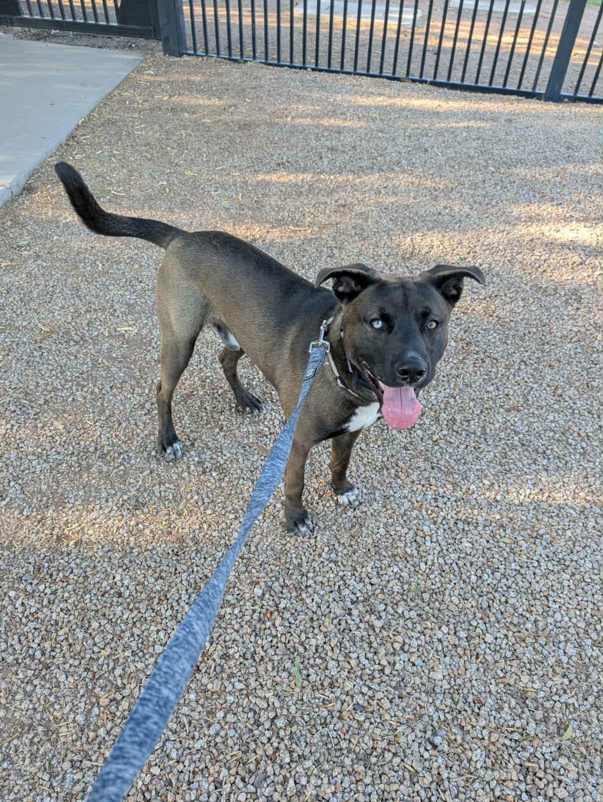 Enlarge Nico (Courtesy post), a Adoptable mixed breed in Phoenix, AZ image 2/3