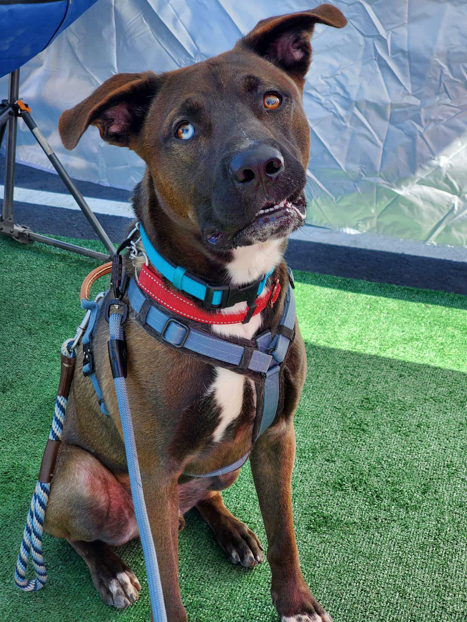 Enlarge Nico (Courtesy post), a Adoptable mixed breed in Phoenix, AZ image 3/3