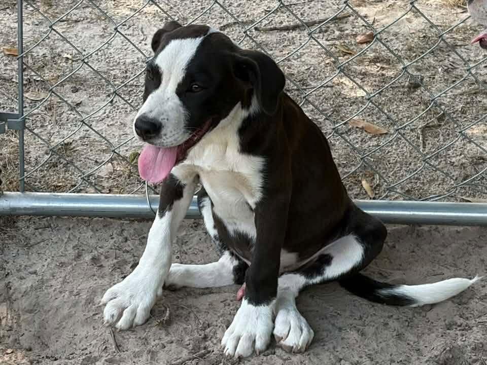 Petey, Adoptable, Puppy Male Hound.