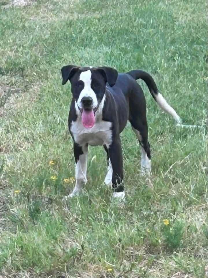 Enlarge Petey, a Adoptable mixed breed in New Bedford, MA image 2/2