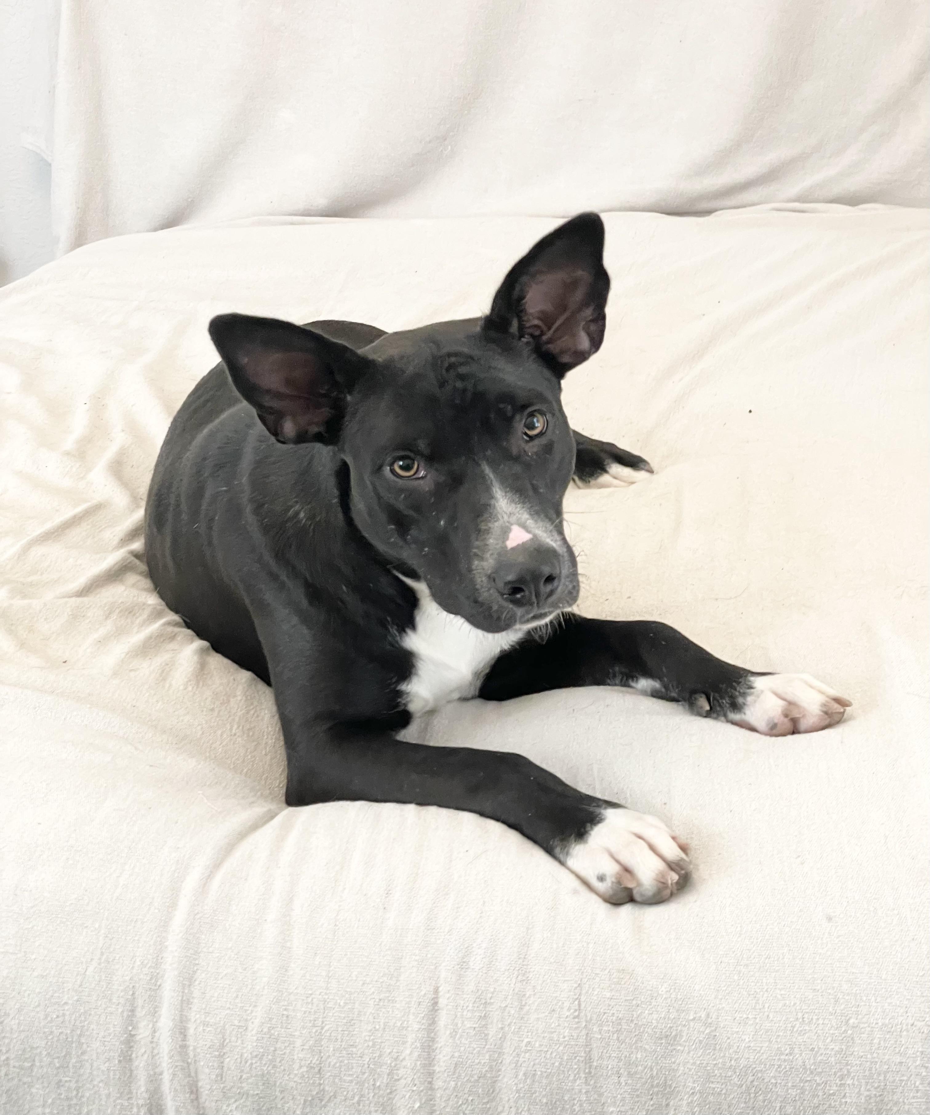 Enlarge Amazing Lorelei , a ADOPTABLE mixed breed in West Hartford , CT image 4/5