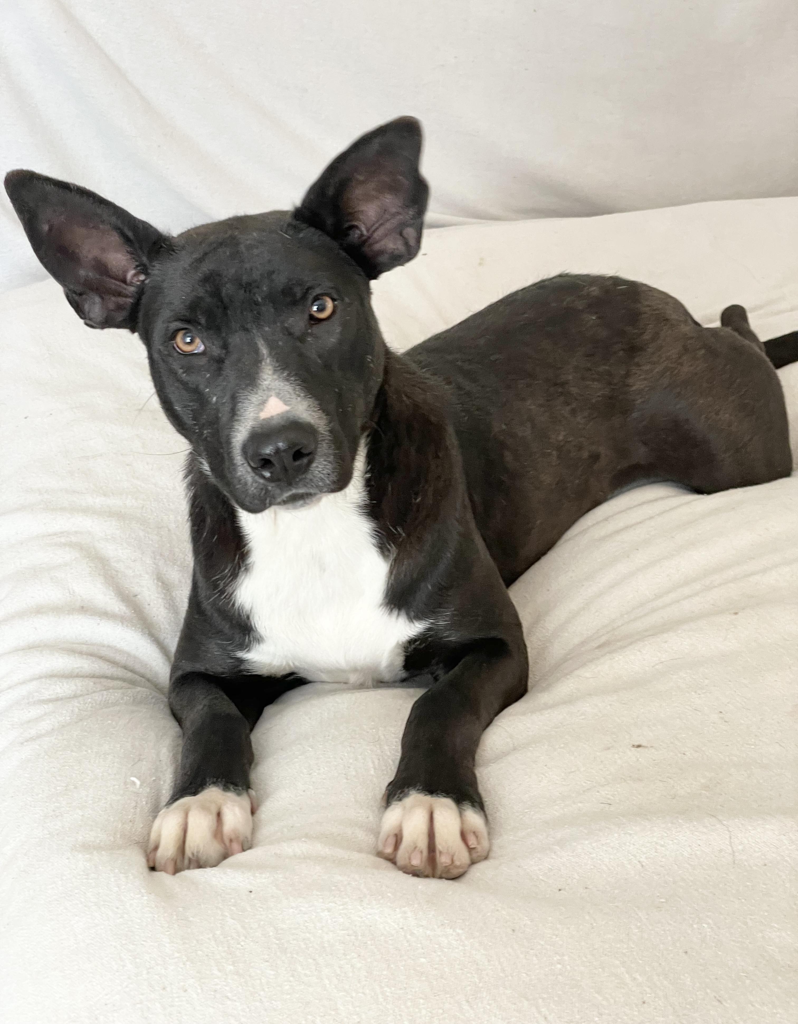 Enlarge Amazing Lorelei , a ADOPTABLE mixed breed in West Hartford , CT image 3/5