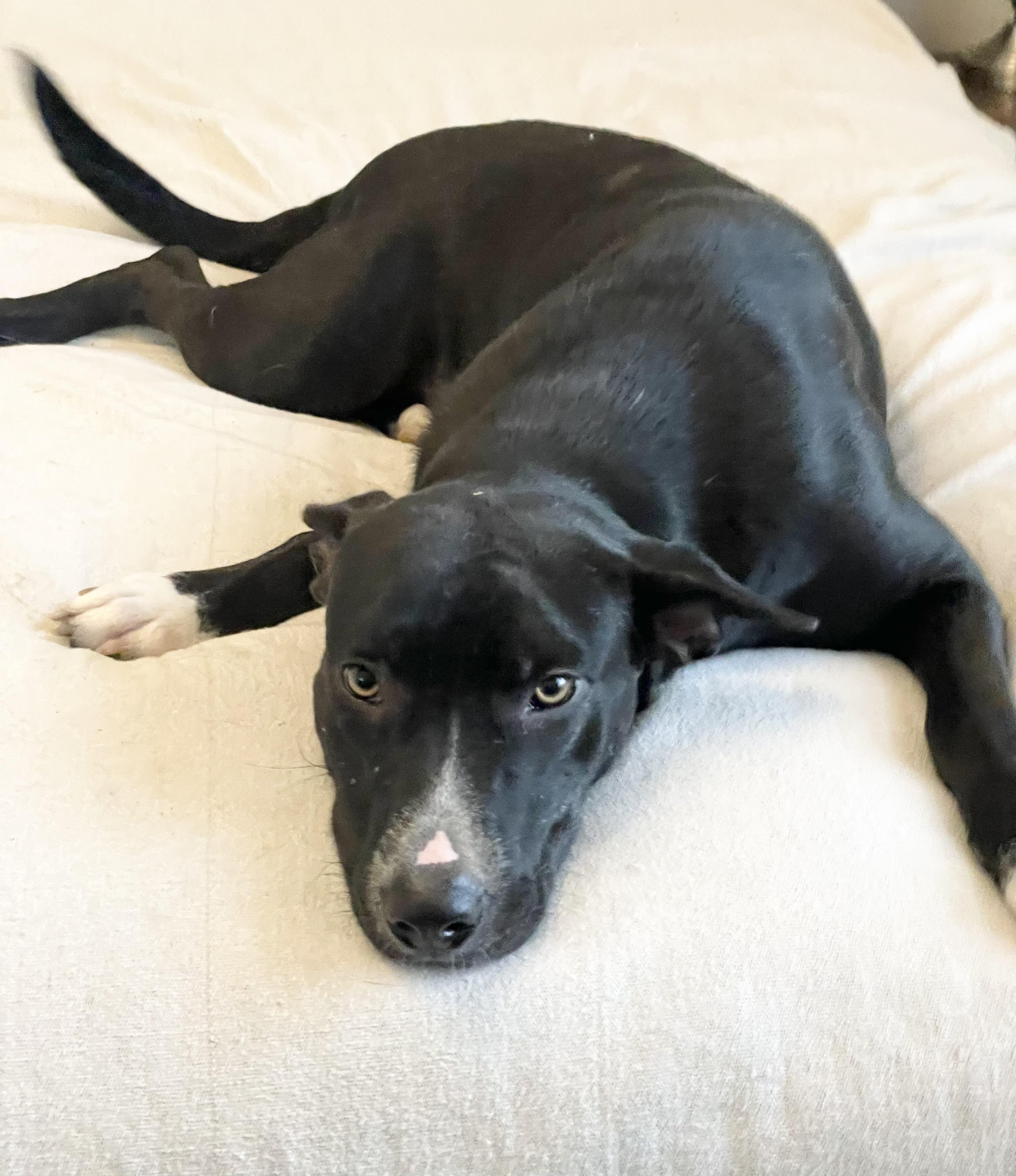 Enlarge Amazing Lorelei , a ADOPTABLE mixed breed in West Hartford , CT image 5/5