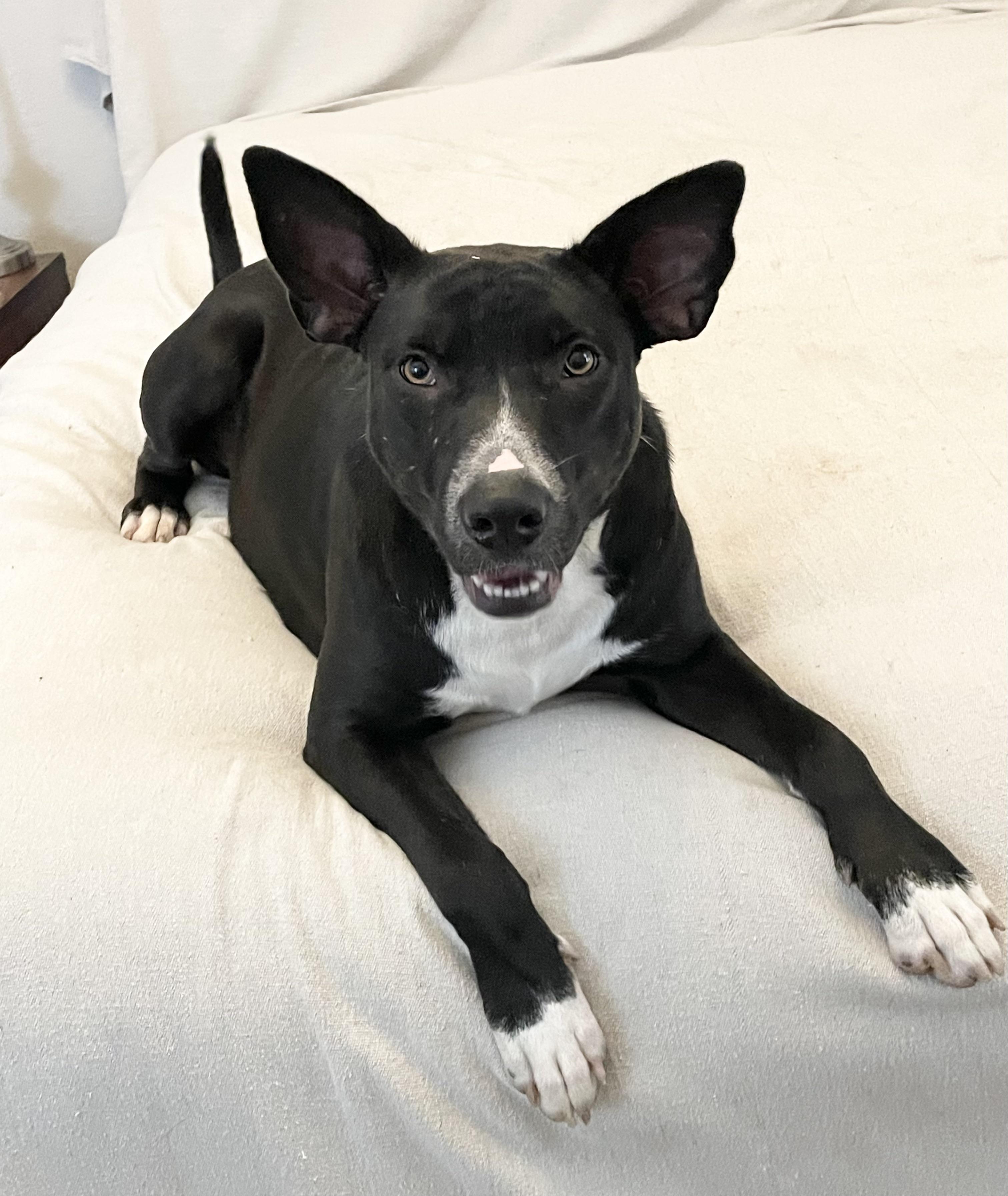 Enlarge Amazing Lorelei , a ADOPTABLE mixed breed in West Hartford , CT image 2/5