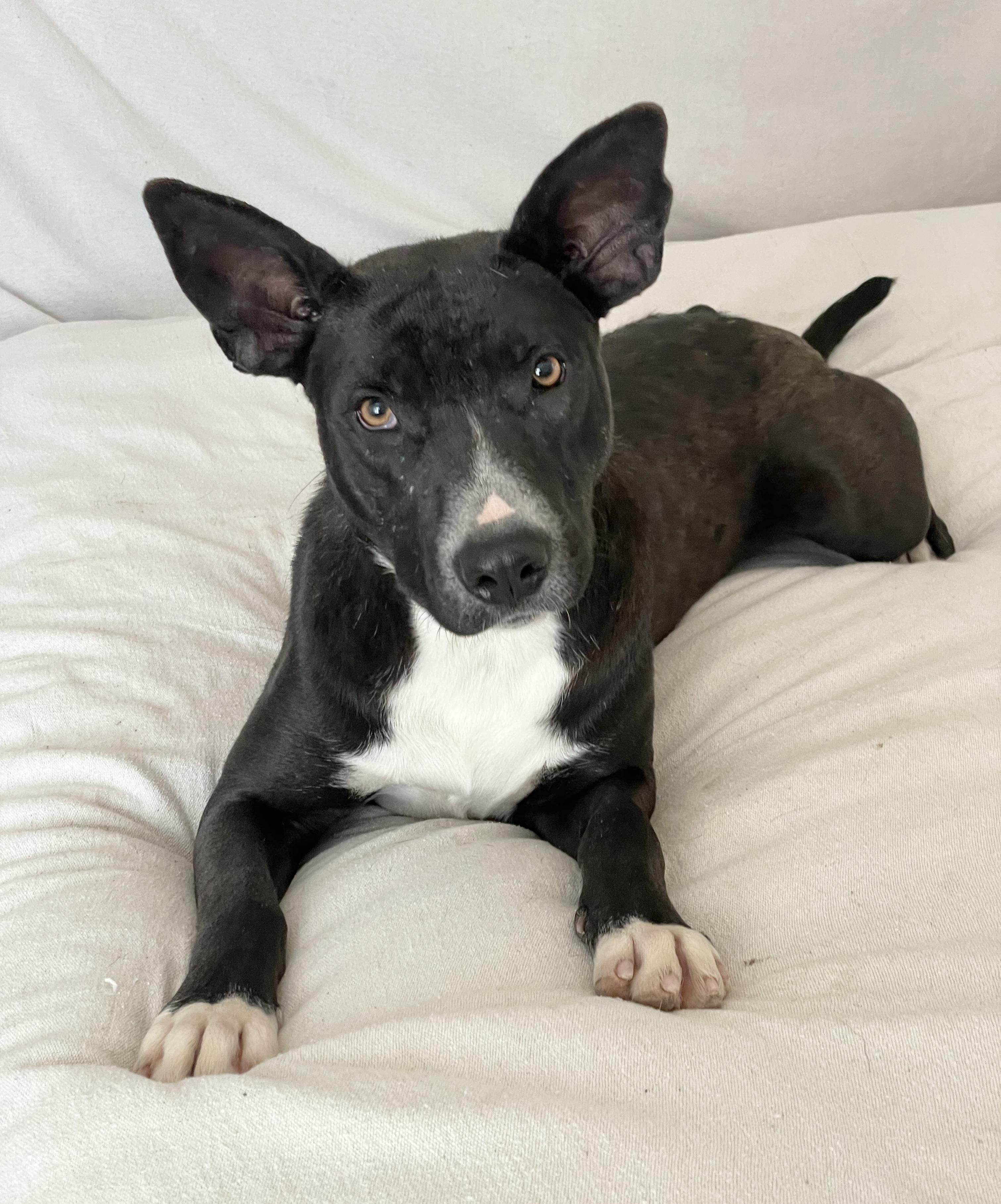 Enlarge Amazing Lorelei , a ADOPTABLE mixed breed in West Hartford , CT image 1/5