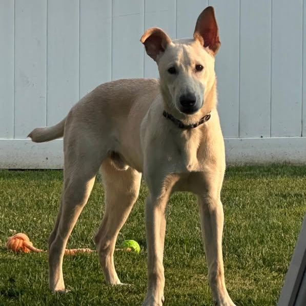 Otis