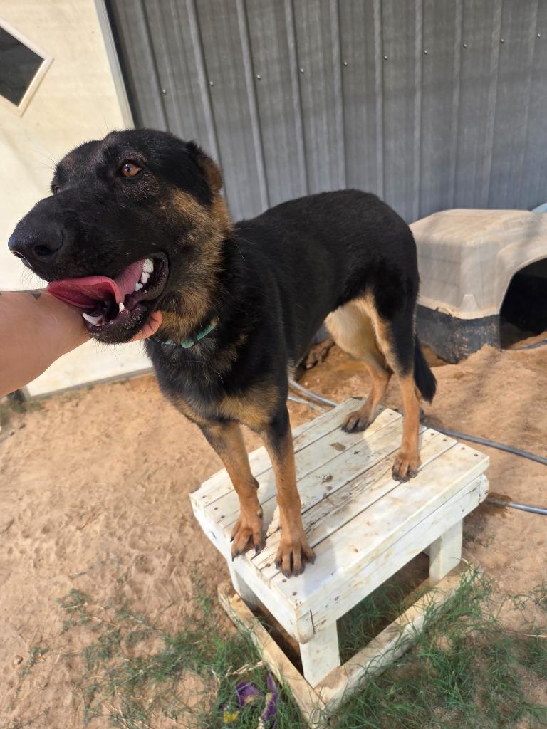 Enlarge Sophie, a Adoptable German Shepherd Dog in Gilmer, TX image 3/6