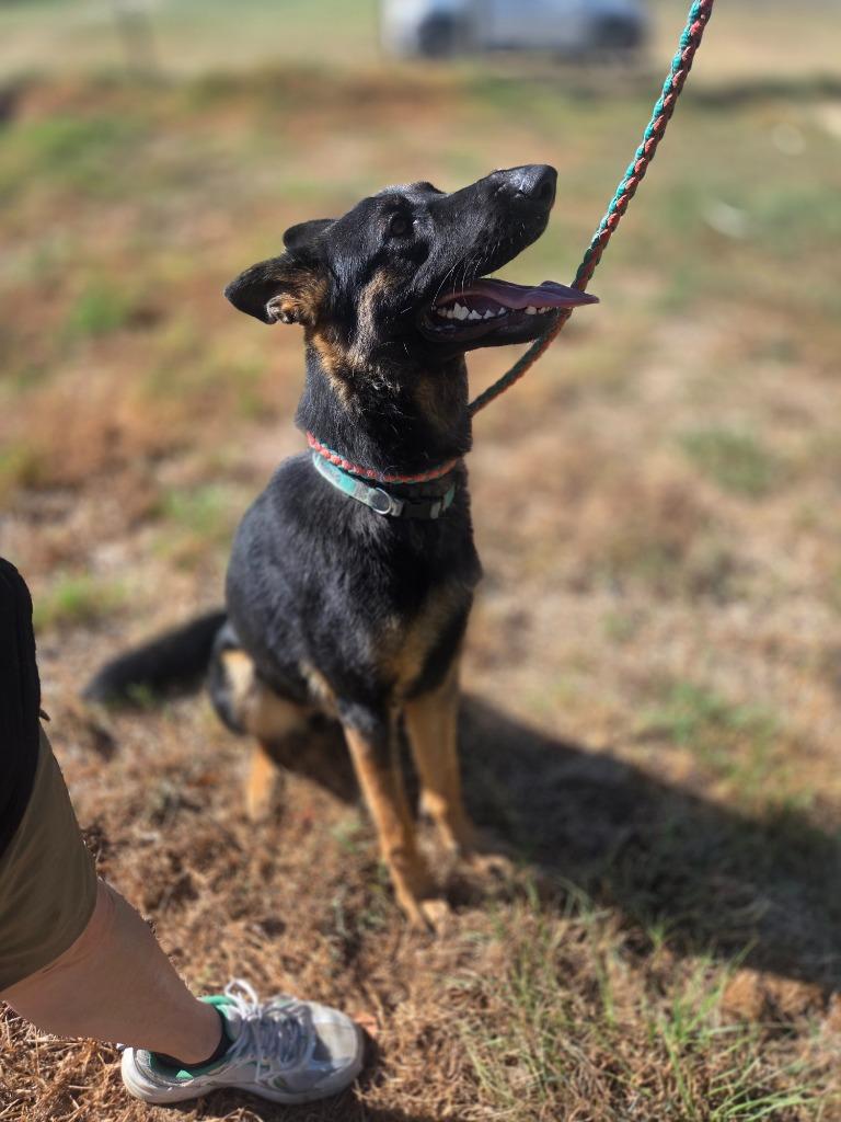 Enlarge Sophie, a Adoptable German Shepherd Dog in Gilmer, TX image 4/6