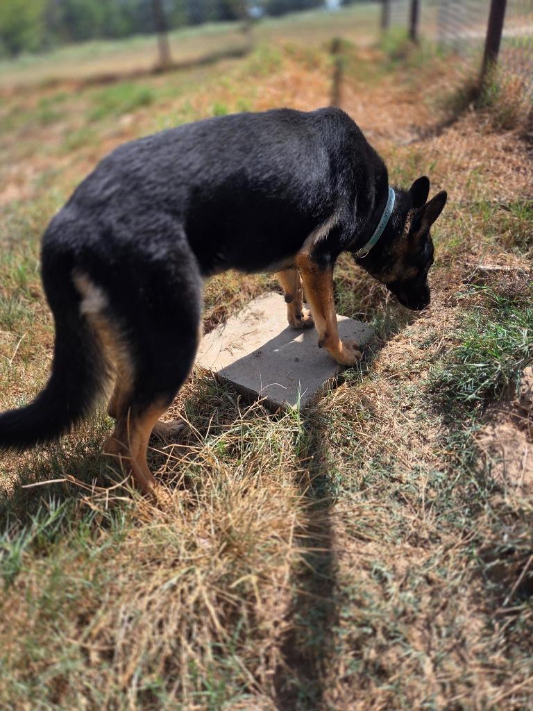 Enlarge Sophie, a Adoptable German Shepherd Dog in Gilmer, TX image 5/6